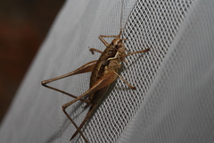 Pachytrachis gracilis