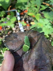 Papilioninae