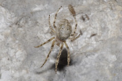 Larinioides sclopetarius