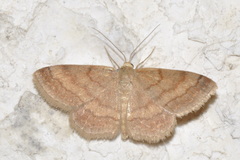 Scopula rubiginata