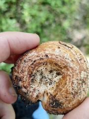 Lactarius repraesentaneus