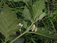 Solanum