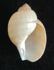 Tonna pennata