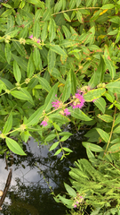 Decodon verticillatus