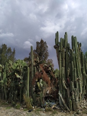 Lophocereus marginatus