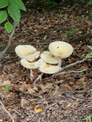 Lepiota clypeolaria