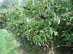 Sambucus canadensis