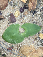 Massonia