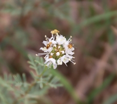 Dalea multiflora