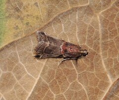 Acrobasis advenella