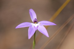 Glossodia major