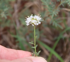 Dalea multiflora