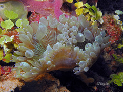 Catalaphyllia jardinei