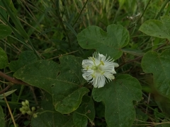 Passiflora foetida