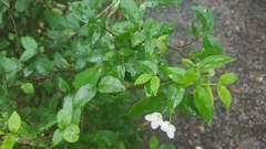 Jasminum officinale