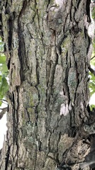 Quercus bicolor