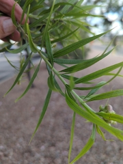 Chilopsis linearis