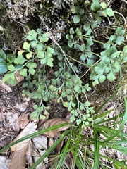Asplenium ruta-muraria