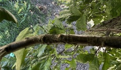 Quercus bicolor