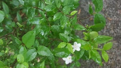 Jasminum officinale