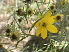 Bidens trichosperma