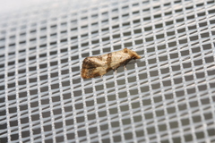 Phalonidia contractana