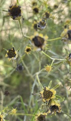 Bidens trichosperma