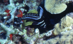 Eques punctatus