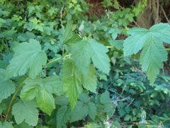Physocarpus capitatus