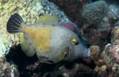 Cantherhines macrocerus