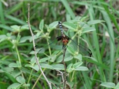 Dythemis fugax