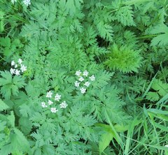 Anthriscus sylvestris