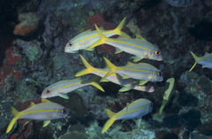 Mulloidichthys martinicus