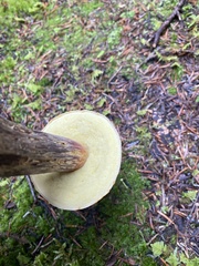 Aureoboletus mirabilis