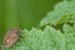 Peribalus strictus vernalis