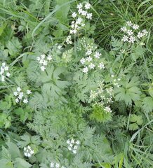 Anthriscus sylvestris