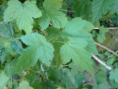 Physocarpus capitatus