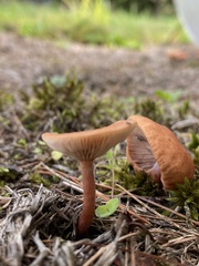 Lactarius camphoratus