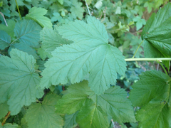 Physocarpus capitatus