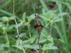 Dythemis fugax