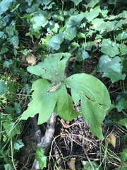 Trillium ovatum