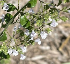 Clinopodium nepeta