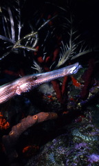Aulostomus maculatus