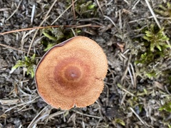Lactarius camphoratus