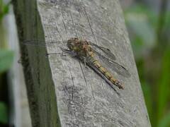 Sympetrum striolatum