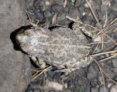 Bufotes viridis viridis
