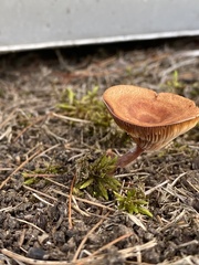 Lactarius camphoratus