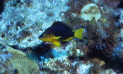 Hypoplectrus aberrans