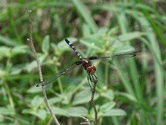 Dythemis fugax