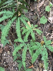 Adiantum aleuticum
